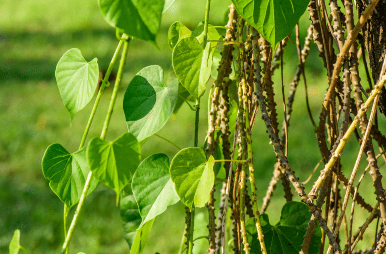 Guduchi: Uses, Benefits, Dosage Guidelines, Side Effects, and Precautions